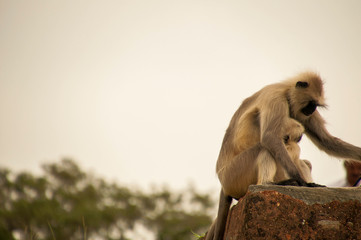 Monkeys cleaning, playing, taking care of themselves, as a family or alone, in India, Asia