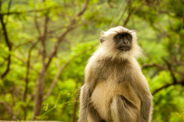 Obraz premium Monkeys cleaning, playing, taking care of themselves, as a family or alone, in India, Asia