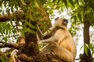 Monkeys cleaning, playing, taking care of themselves, as a family or alone, in India, Asia