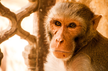 Monkeys cleaning, playing, taking care of themselves, as a family or alone, in India, Asia