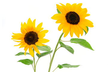 Two beautiful yellow sunflowers isolated on a white background