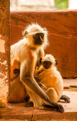 Monkeys cleaning, playing, taking care of themselves, as a family or alone, in India, Asia