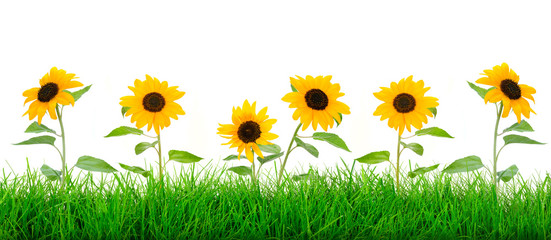 Wide natural green grass meadow with blooming sunflowers on a white background.