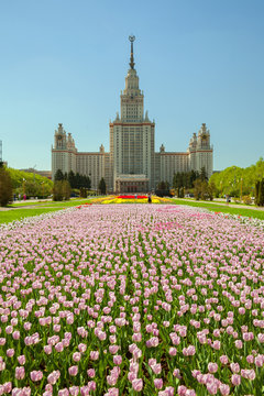 The main building of Lomonosov Moscow State University on Sparrow Hills with blooming tulips in spring time
