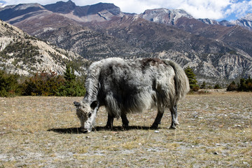 Annapurna Trekking Nepal