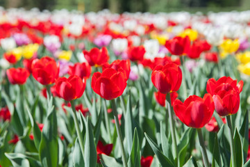 Field of multicolored blooming tulips
