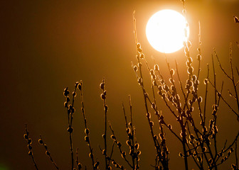 Bazie na tle księżyca © Konrad