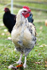 Chicken on a homestead in the country, small scale poultry farming in Ontario, Canada.