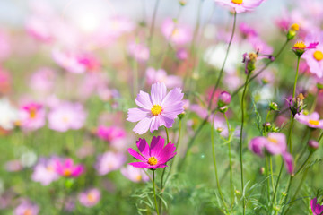 Fototapeta premium Pink and red cosmos flowers garden and soft focus