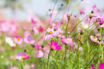 Pink and red cosmos flowers garden and soft focus