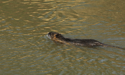 Nutria Nagetier