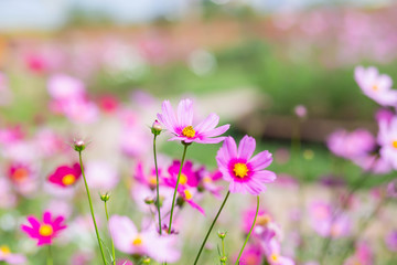 Pink and red cosmos flowers garden and soft focus