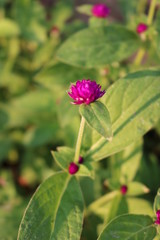 Obraz premium flower