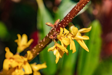 Ein B&uuml;ndel gelbe Bl&uuml;ten vom Goldflieder im Garten freigestellt