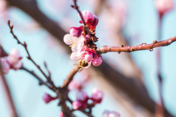 Close-up shot of pollination process of blossoming beatiful peach flowers performed by bees and bumble bees. Background out of focus due to shallow depth of field.