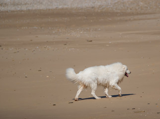 Vendée, France: Pyrenean mountain dog or patou on the beach of Bretignolles sur Mer.