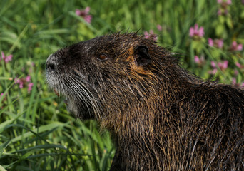 Nutria Nagetier