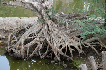 Root of a tree growing along a pond in Kumrokhali village, West Bengal, India