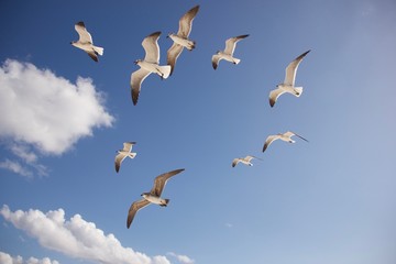 flock of seagulls flying in the sky