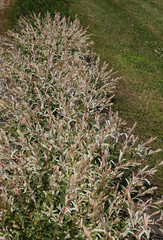 Haie de Salix integra 'Hakuro-Nishiki'