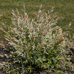 Haie de Salix integra 'Hakuro-Nishiki' © hcast