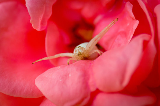 Araign&eacute;e crabe misumena vatia dans une rose