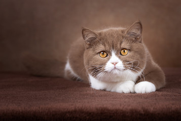 Edel - Britisch Kurzhaar Katze Kitten sehr imposant und typvoll