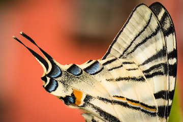 Beautiful wings details of a Swallowtail butterfly (Papilio Machaon).   Macro picture