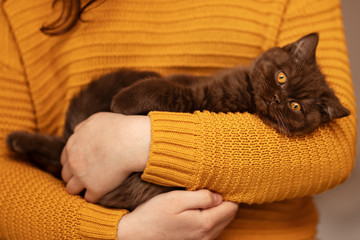 Süßes Katzenbaby in braun, kuschelt auf dem Arm