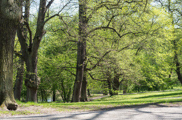 Public park with freshly cut leaves on the trees and a walkway on a sunny day in the springtime.