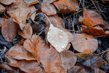 drop on fallen leaf in autumn