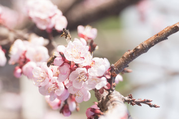 Close-up shot of pollination process of blossoming beatiful peach flowers performed by bees and bumble bees. Background out of focus due to shallow depth of field.