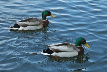 Canards mâles Colvert