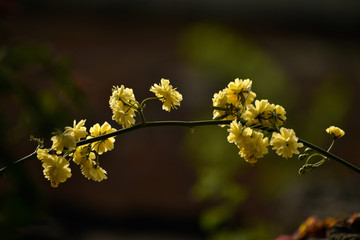 bee on a flower