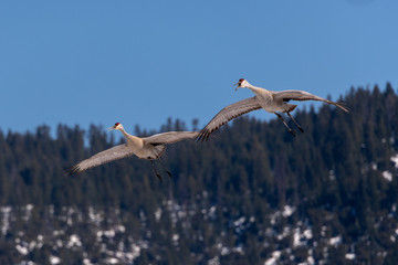 Sandhill Cranes