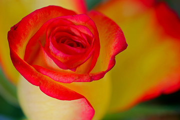 red and yellow colered rose flower