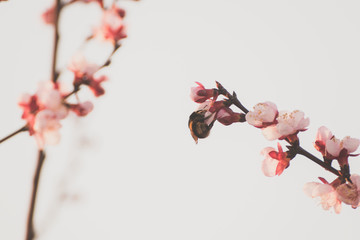 Close-up shot of pollination process of blossoming beatiful peach flowers performed by bees and bumble bees. Background out of focus due to shallow depth of field.