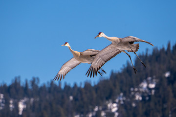 Sandhill Cranes