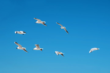 Seagulls flying in the blue sky.