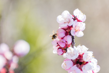 Fototapeta premium Close-up shot of pollination process of blossoming beatiful peach flowers performed by bees and bumble bees. Background out of focus due to shallow depth of field.