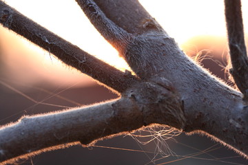 Velvet branch of a decorative tree on a sunset background