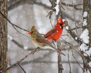 Cardinal couple