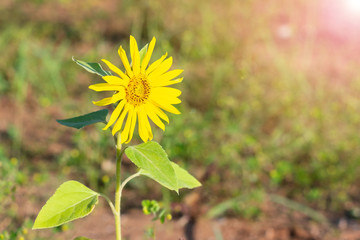 Bright sunflower is growing on the field and following sunlight. Concept of harmony and tranquility