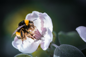 Bourdon sur fleur - Tarn - Occitanie