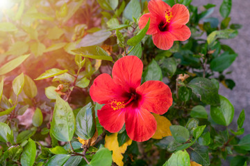 Vivid red hibiscus flower with green leaves is growing on a bush  in summertime. Blooming of...