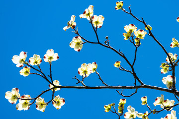 Flowering Dogwood in Spring