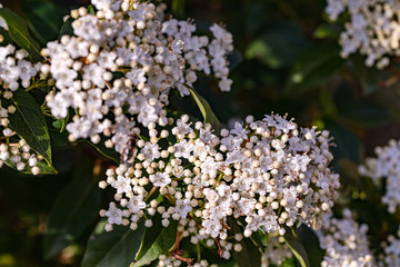 Ein weiß blühender Spierstrauch in einer Gartenhecke im Frühling