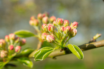 Cherry flowers blossom, flower bulbs going to full blow, leaves around, new benches of the tree, sunny weather during spring hanami time in the garden, blurred background and copy space