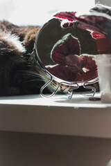 Cat, mirror and flowerpot with violet. Windowsill. Abstraction