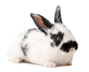 Small black and white rabbit close-up. Isolated